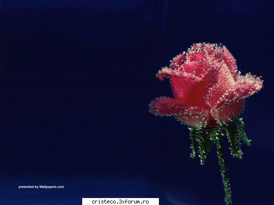 orce fel de floare numa sa fie fain !!!!!!