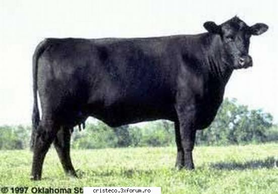 vaca animale