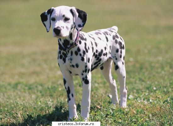 dalmatian caini de rasa