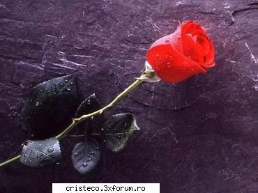 Orce fel de Floare numa sa fie fain !!!!!! - dragon_Star - Flori